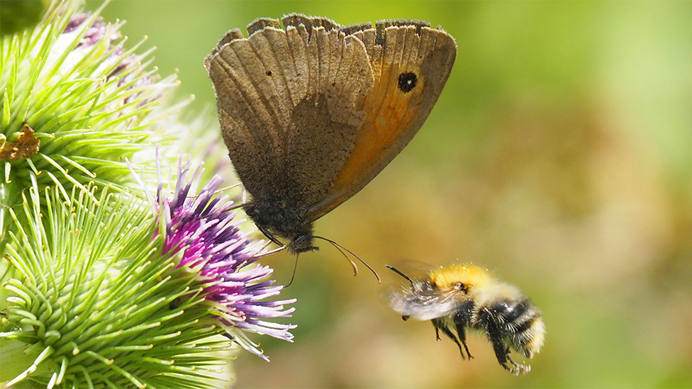 A close-up of what looks a meadow brown butterfly on a thistle, using its proboscis to extract nectar, while a bee flies in from the right