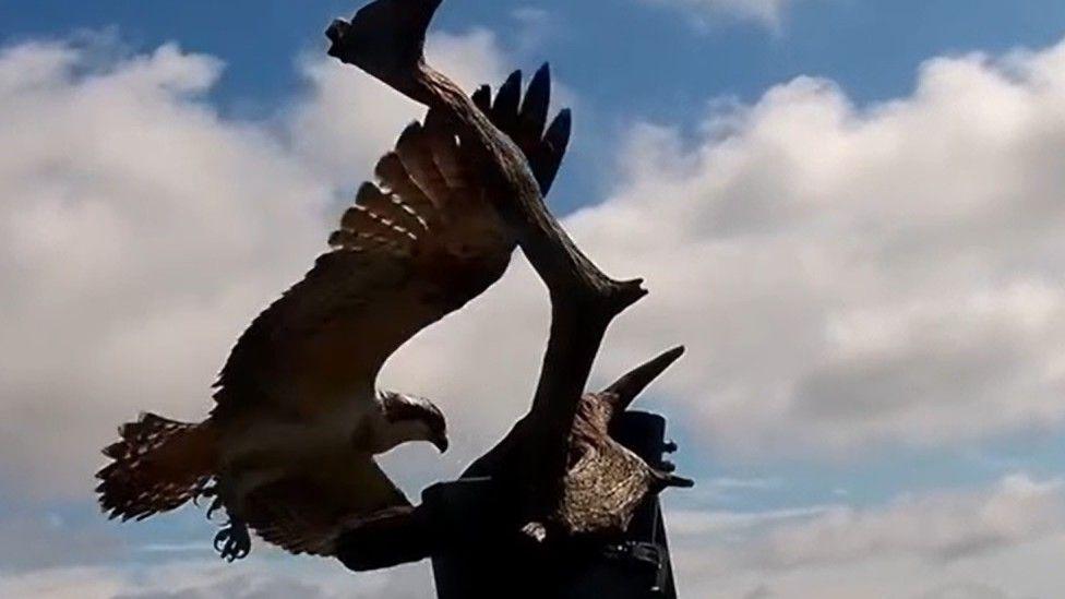 An osprey chick spreads it wings as it leaves its perch for the first time to to take flight