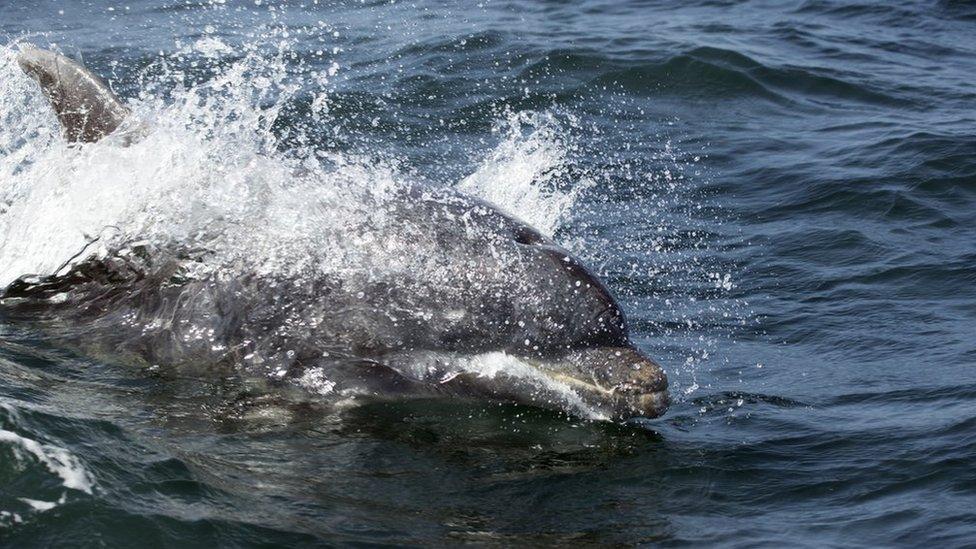 Bottlenose dolphin