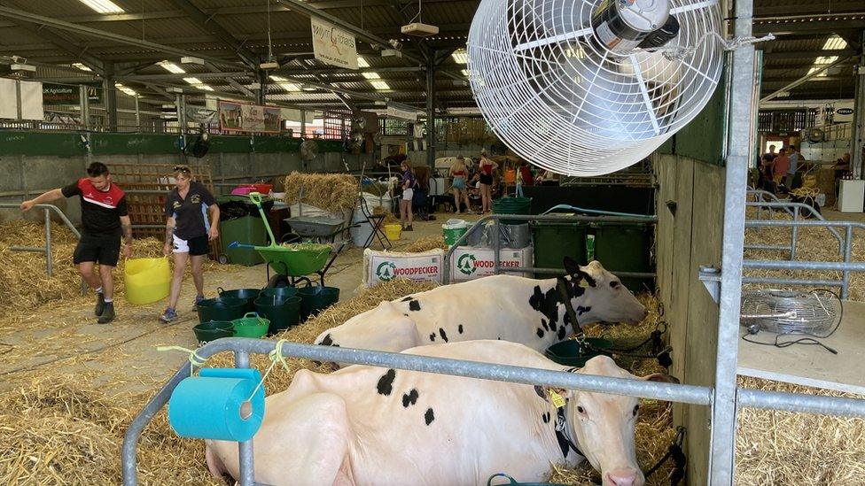 Cows in barn with fans