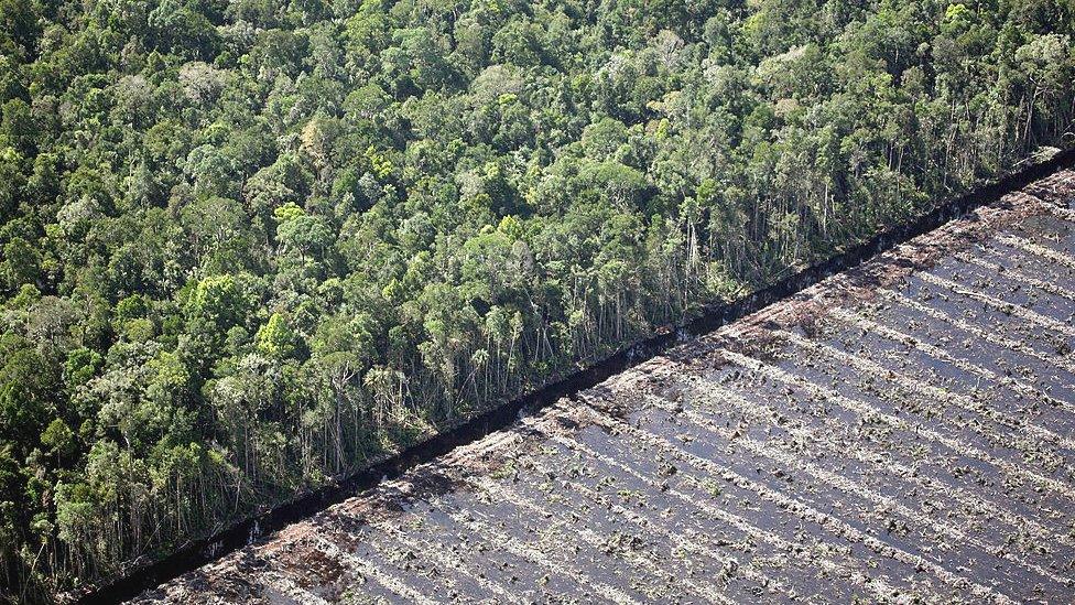 Cleared forest, Indonesia