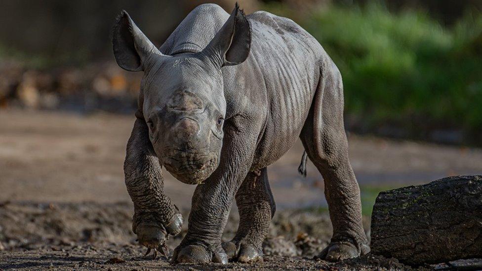 Rhino calf