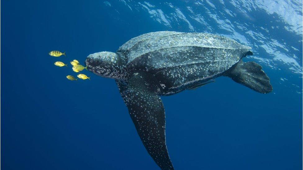 A leatherback turtle