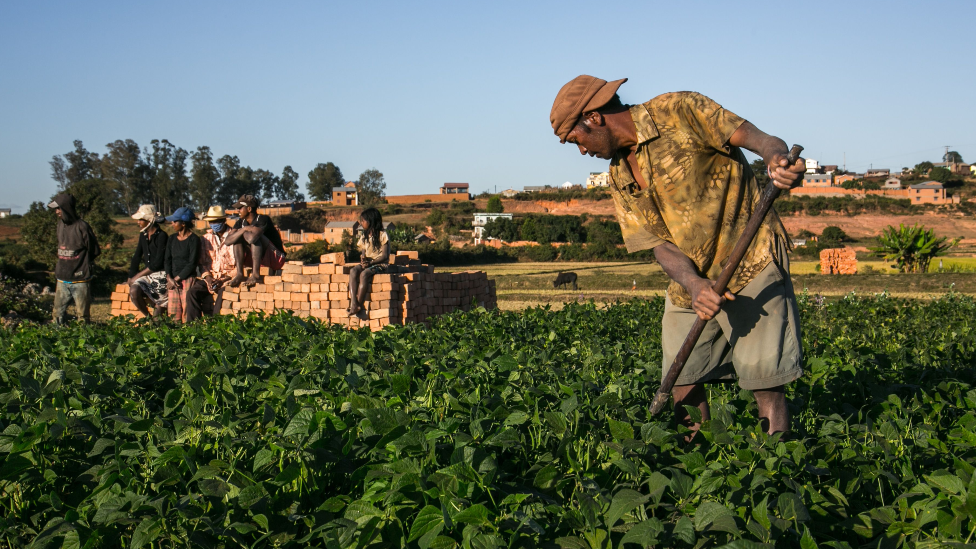 A farmer tending to his artemisia crop in Madgascar - May 2020