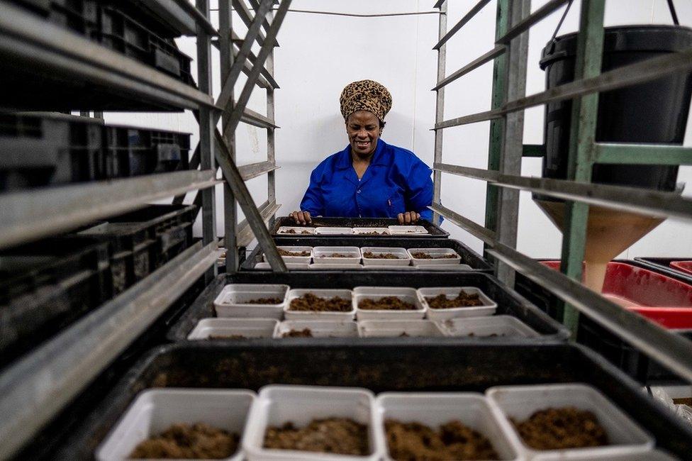 Woman looking at trays of fly larvae