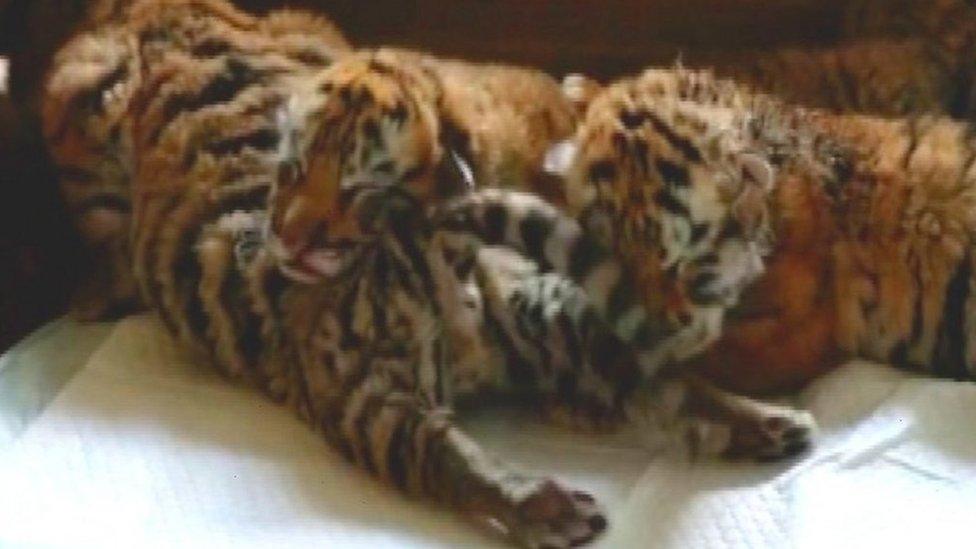 Tiger cubs