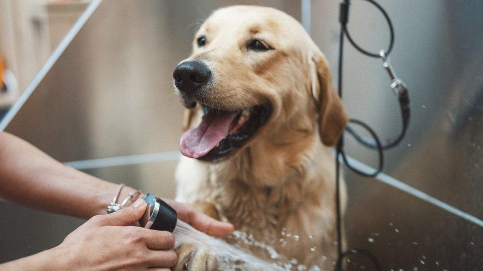 Golden retriever dog taking a shower in a pet grooming salon