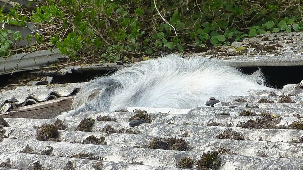 Horse's back protruding out of a stable