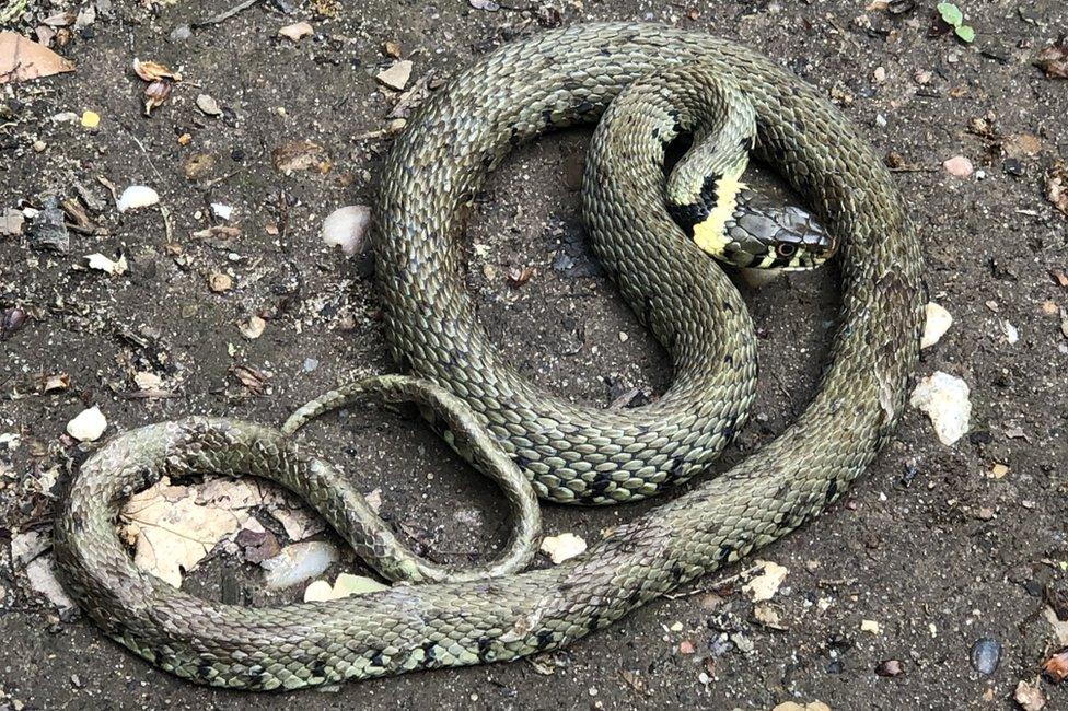 Grass snake