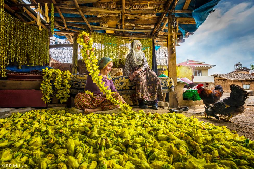 Two women with chickens, sat outdoors under a wooden shelter and surrounded by yellow okra