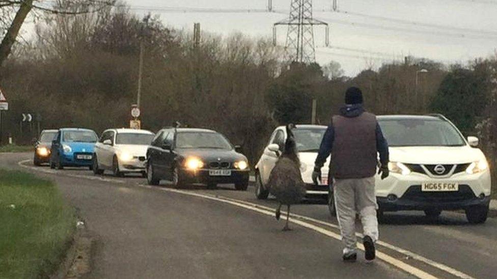 Emu dodging traffic