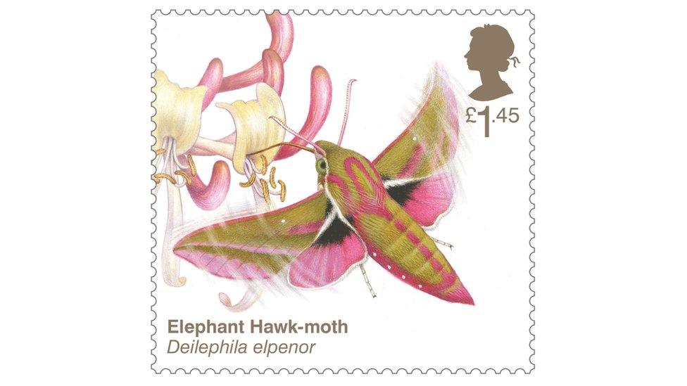 Elephant Hawk-moth