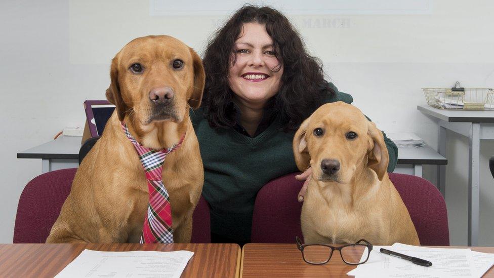 Labradors ready to interview candidates