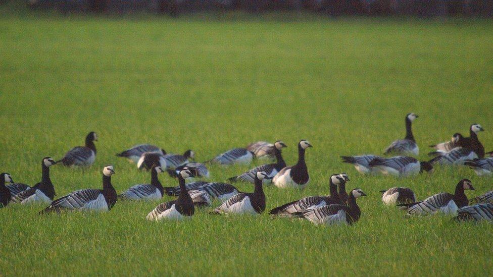 Barnacle geese