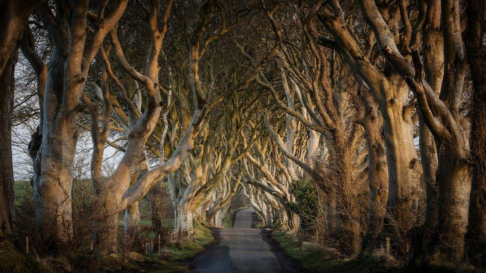 Dark hedges