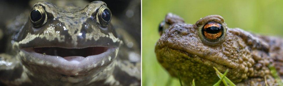 Frog (L) and toad