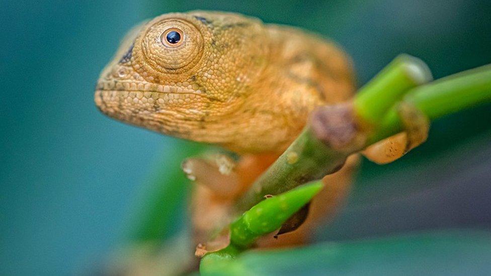 Parson's chameleon at Chester Zoo