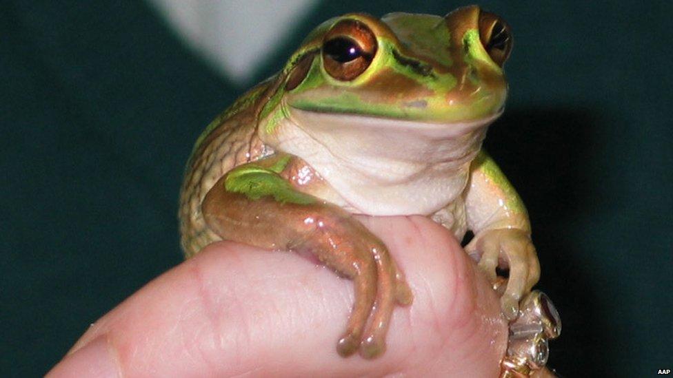 Australia's Green and Gold Bell Frog