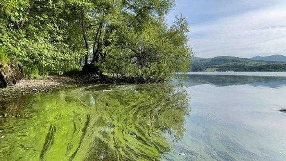 A blue-green algae bloom at Windermere