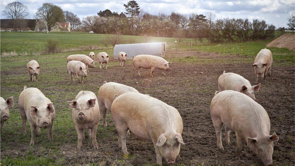 Pigs in a field