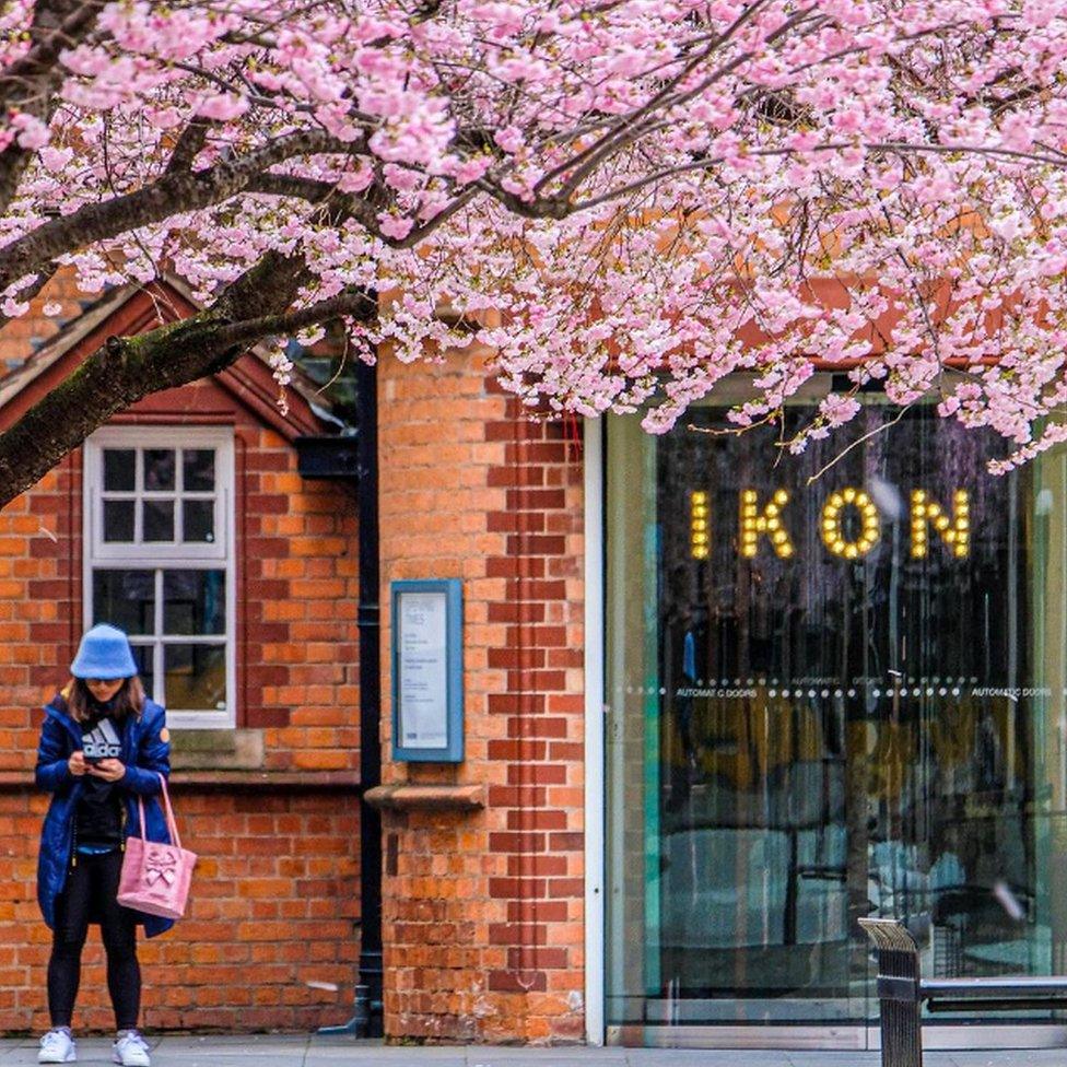 Cherry blossom in Oozells Square