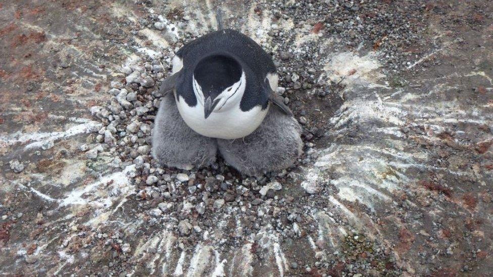 Catrin's work often involves living with penguins