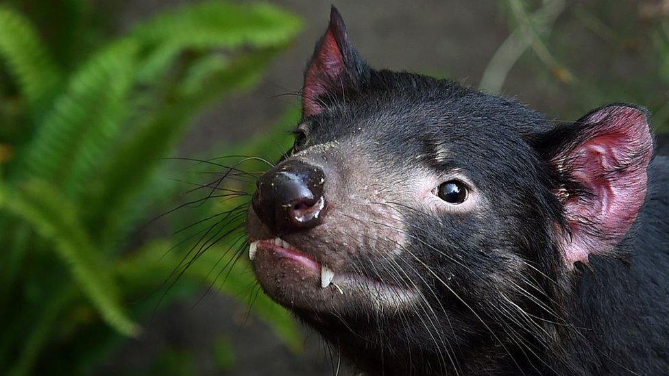 A Tasmanian Devil named Conrad inside its enclosure at the San Diego Zoo, California on January 13, 2015