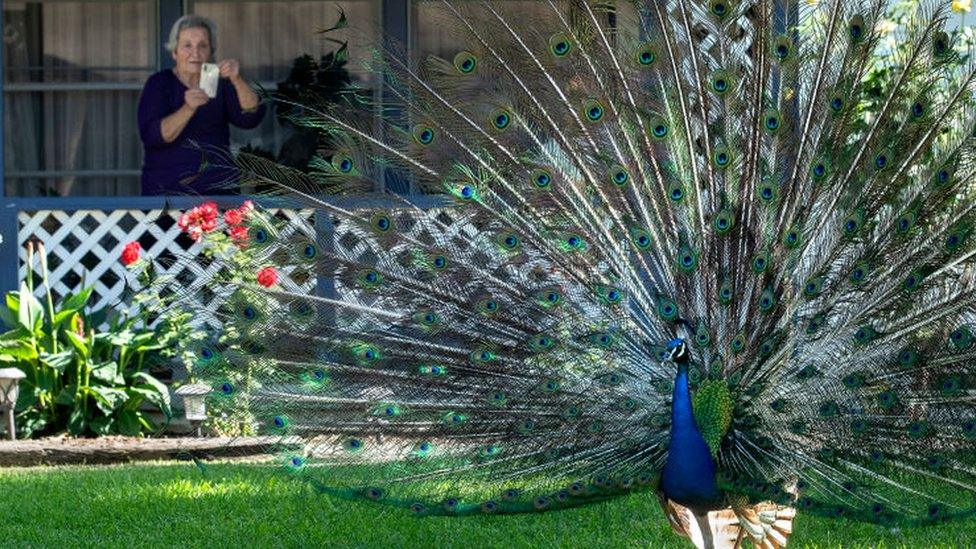 Lady takes pictures of a peacock