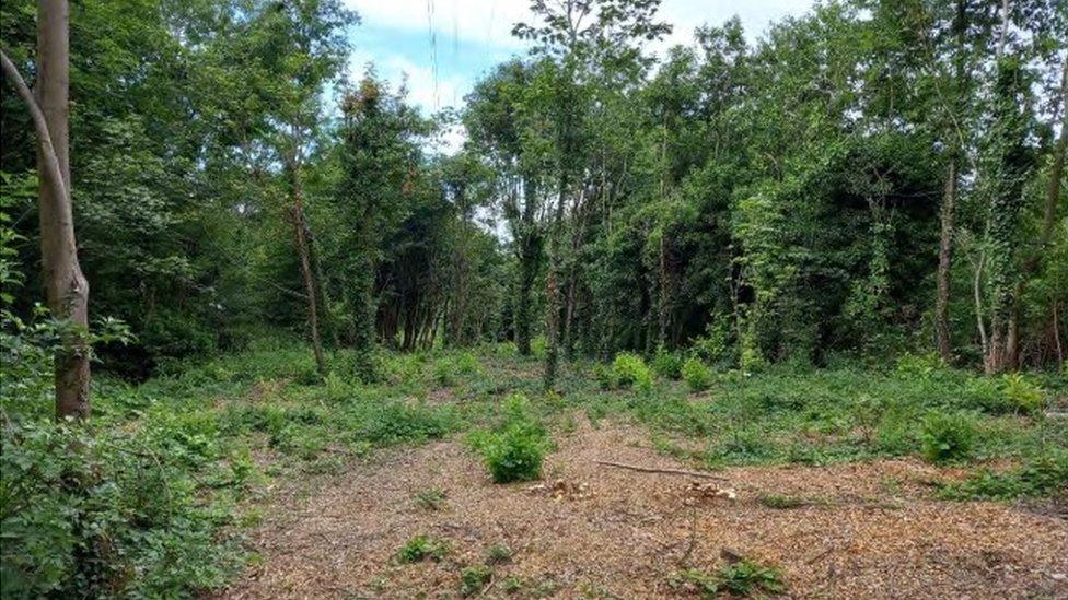 An area of woodland cleared in Orangefield Park, east Belfast.