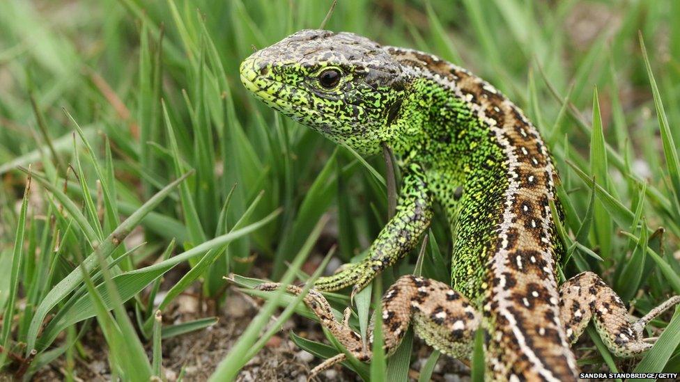 Male sand lizard in grass