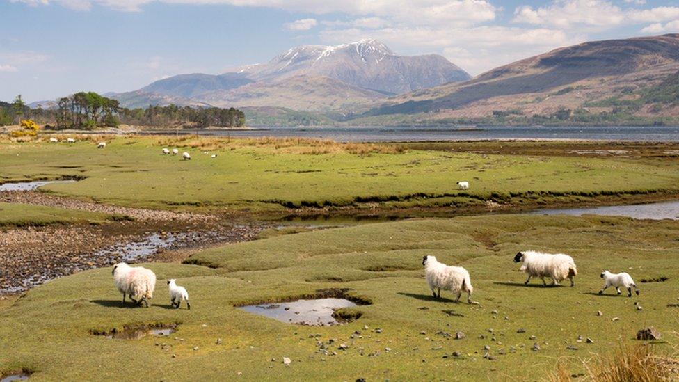 Scottish sheep