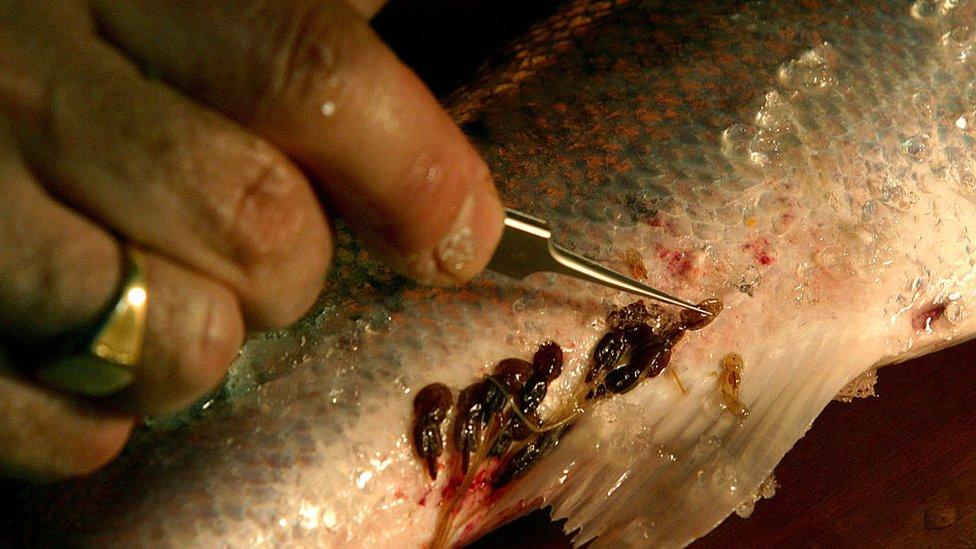 Sea lice on wild salmon