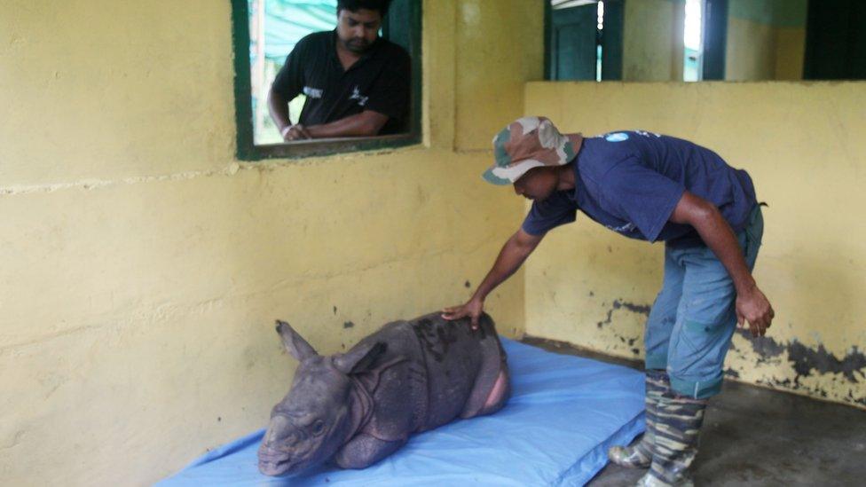 rescued rhino relaxes