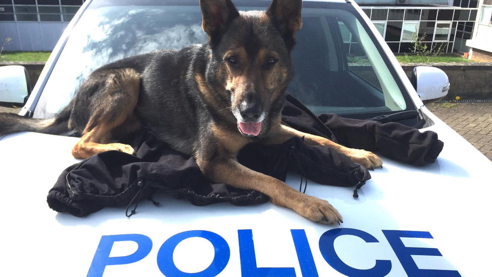 Finn on police car