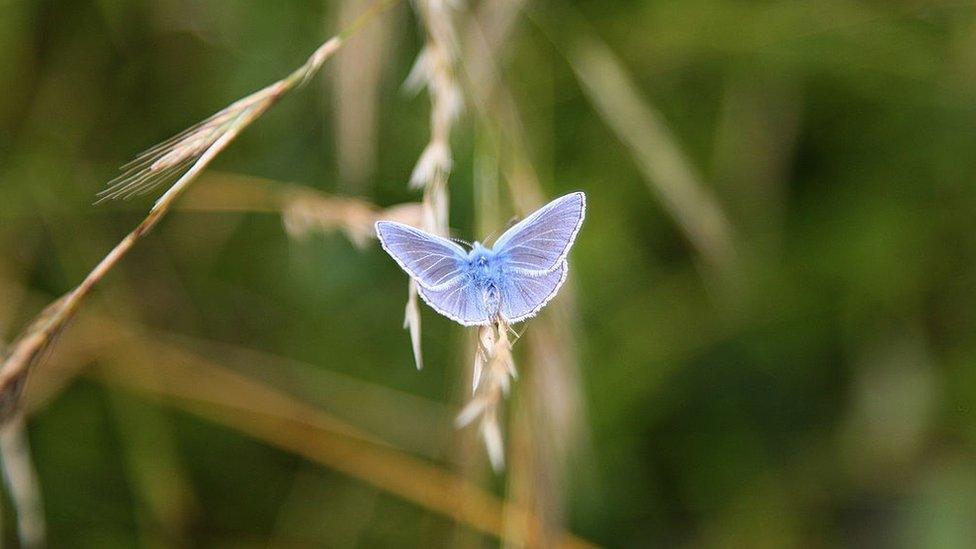 Chalkhill Blue butterfly