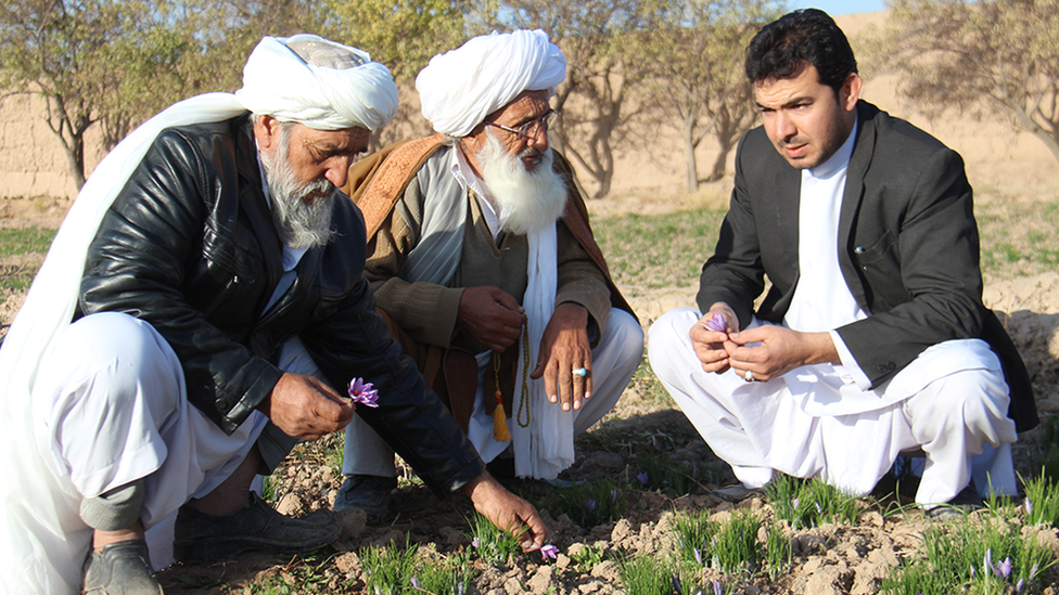 Rumi Spice co-founder Keith Alaniz discusses with Afghan crocus farmers