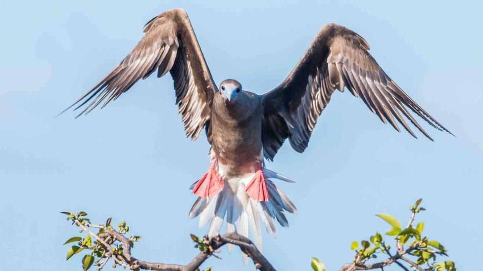 Red-footed booby