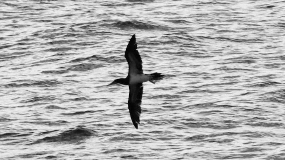 Brown Booby