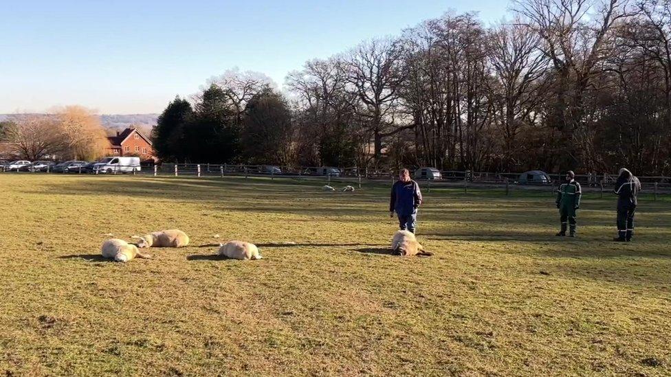 Four lambs on the ground and farmers looking over them in a field