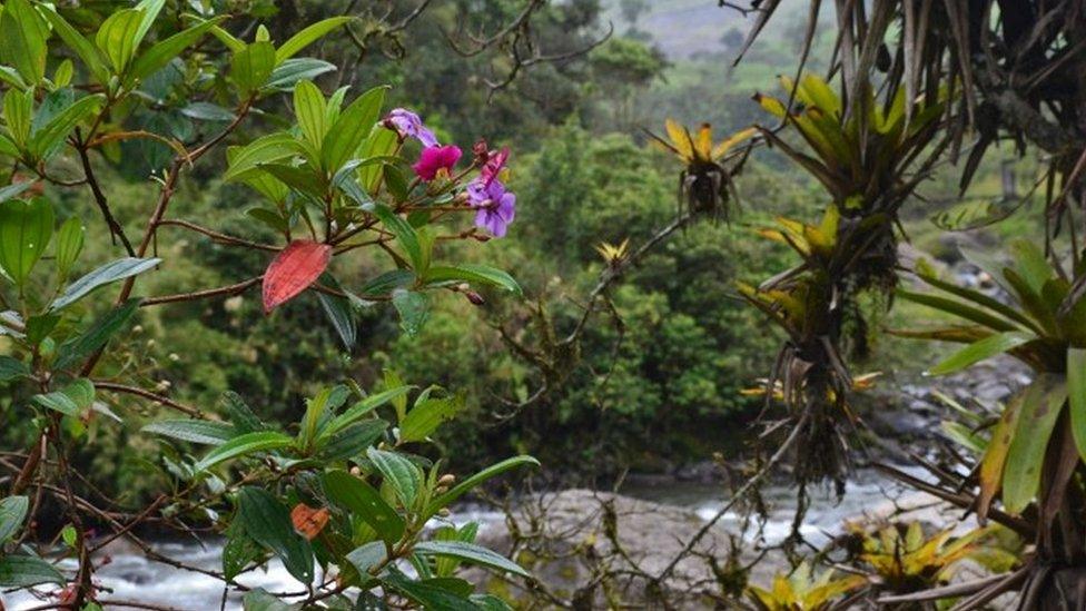 Flowers blooming beside a river