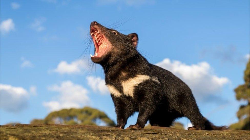 tasmanian-devil.