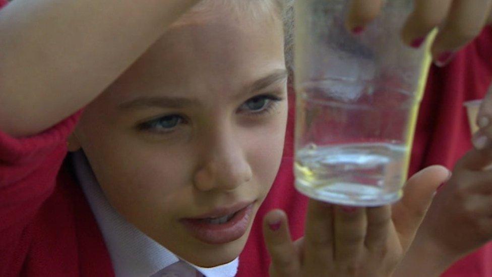 Girl looking at baby eel in cup