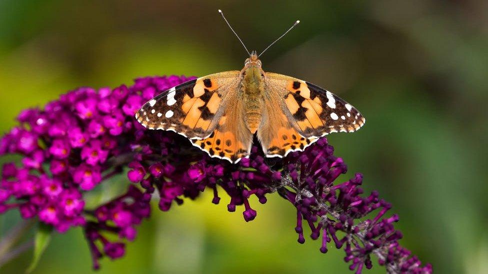 Painted lady butterfly sat on a purple plant