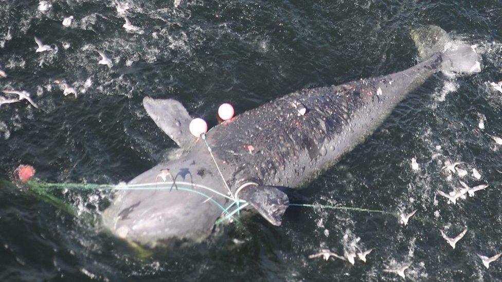 Entangled whale