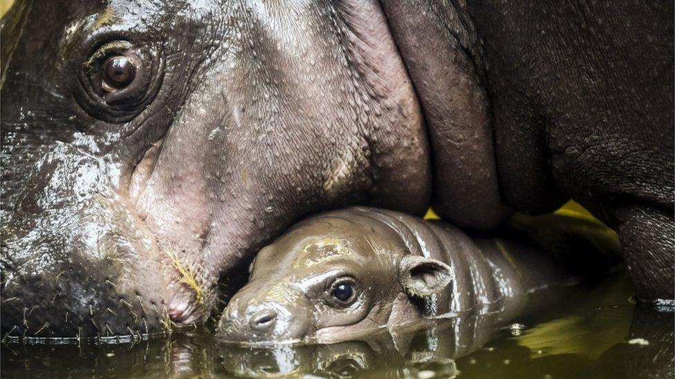 Baby hippo and mother at Bristol Zoo