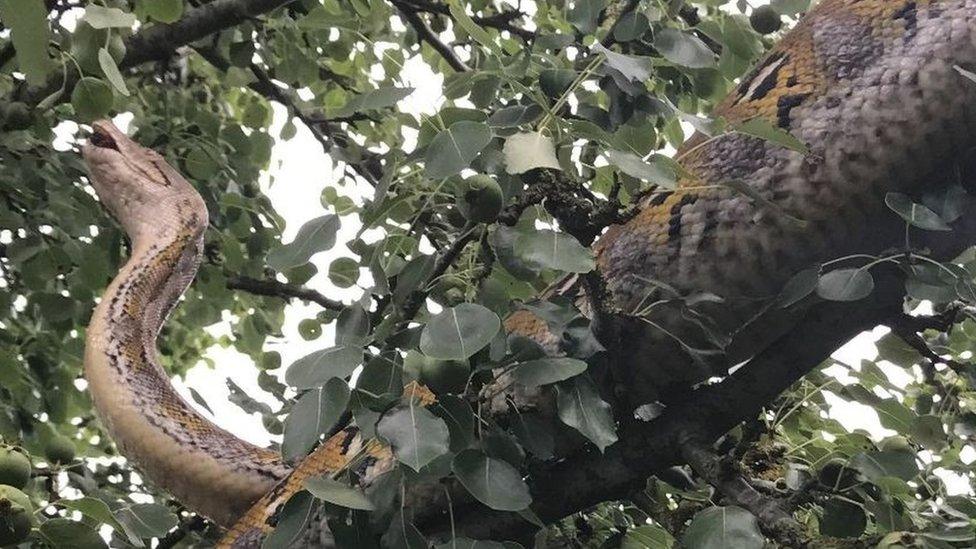 Python stuck in tree