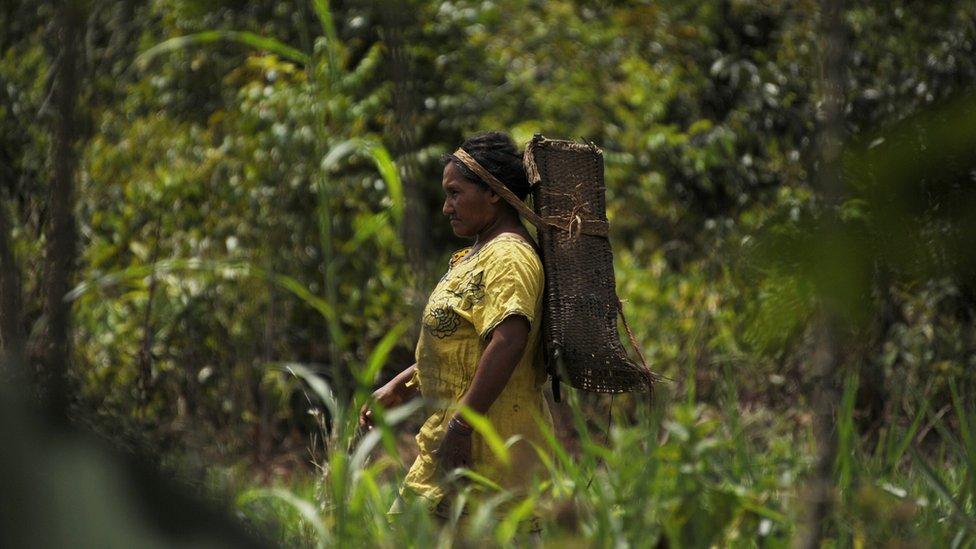 A native from the Piaroa ethnic group goes into the forest to collect wood on the outskirts of Puerto Ayacucho, in Venezuela