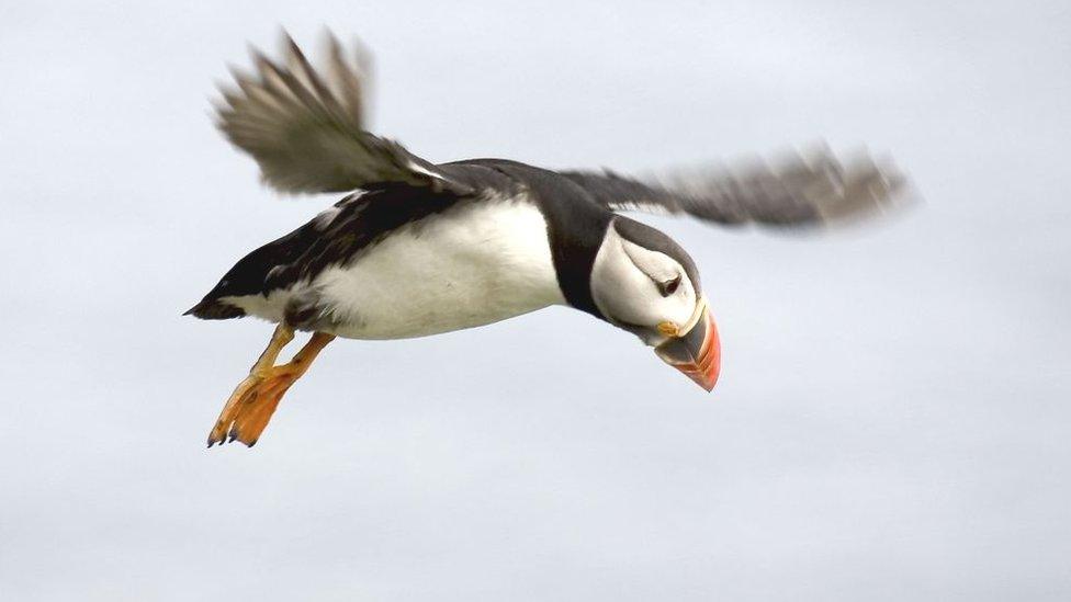 Puffin in flight in Ireland