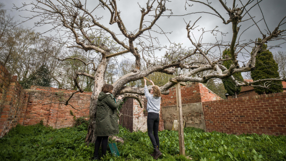 apple tree