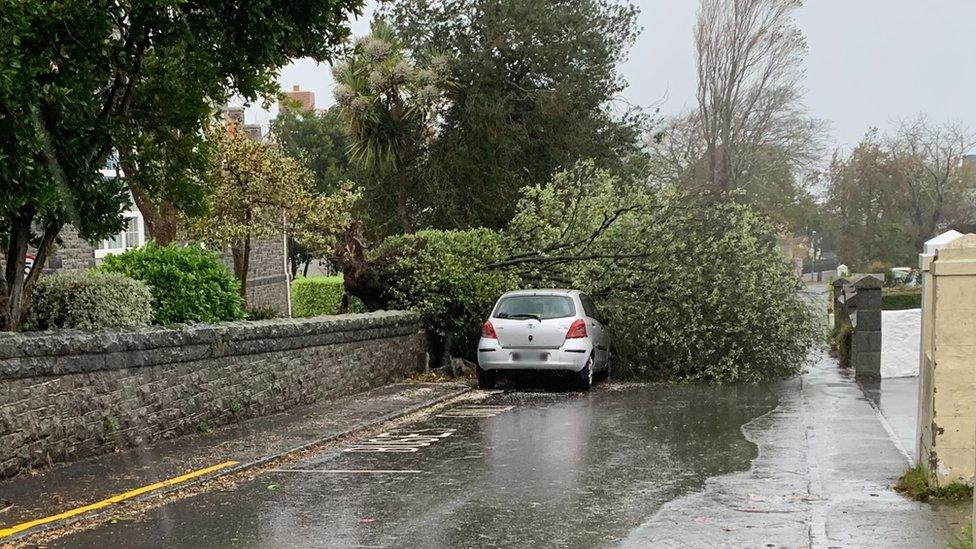 Tree fallen across a road